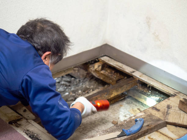 Best Mold Damage Repair  in Kettering, MD