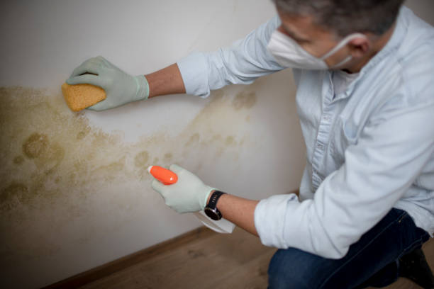 Mold Removal and Inspection in Kettering, MD