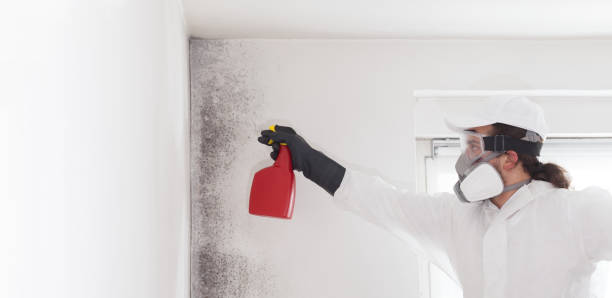 Attic Mold Removal