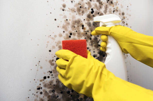 Best Attic Mold Removal  in Kettering, MD
