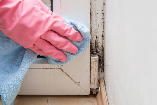 Best Mold Remediation Experts  in Kettering, MD