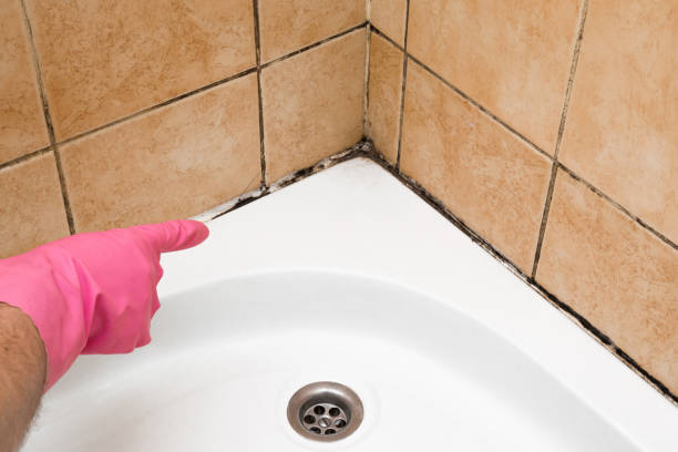 Certified Mold Removal in Kettering, MD